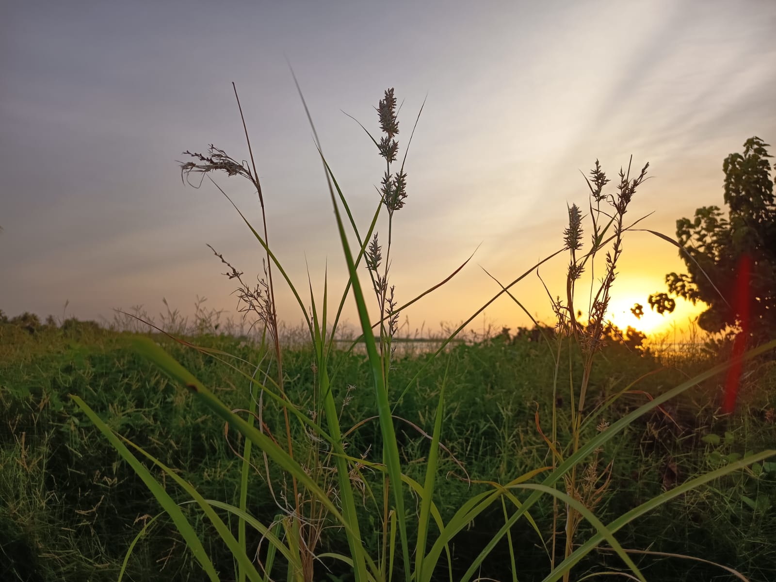 Tall grass in the foreground catching golden sunset light, with the ocean and horizon visible behind