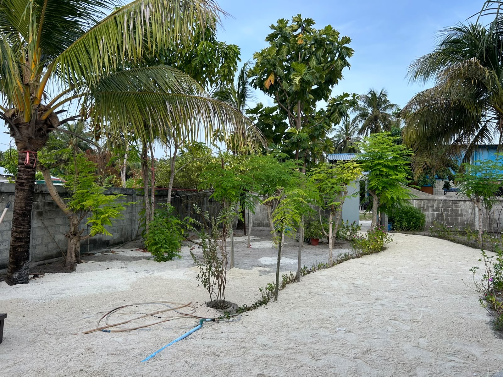 Open sand garden shaded by coconut palms and young breadfruit trees inside a coral-stone boundary wall